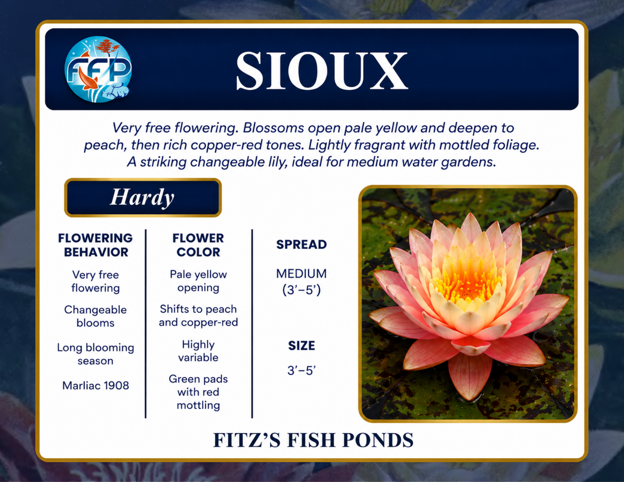 Hardy Lily - SIOUX