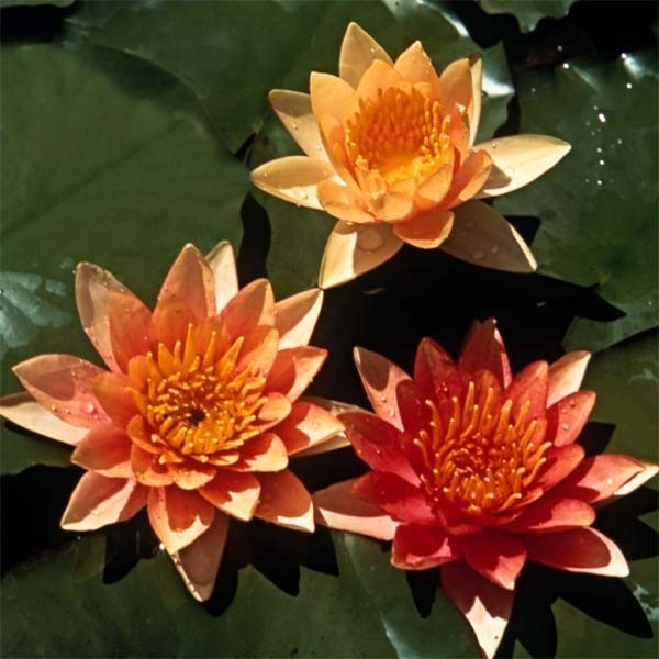 Hardy Lily - SIOUX