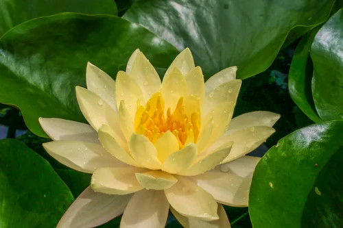 Florida Aquatic Nurseries Hardy Lily Clyde Ikins - Thumbnail 3
