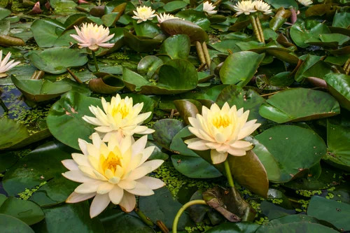 Florida Aquatic Nurseries Hardy Lily Clyde Ikins