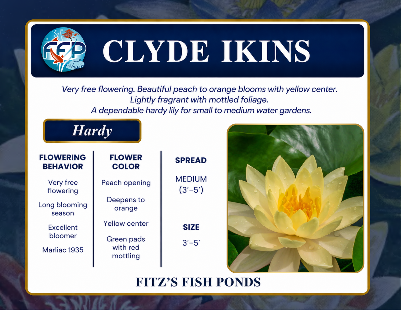 Hardy Lily - CLYDE IKINS