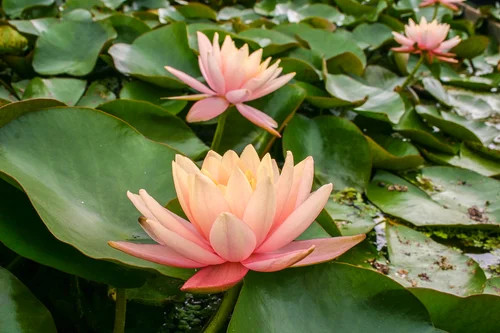 Hardy Lily - CYNTHIA ANN
