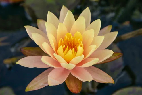 Florida Aquatic Nurseries Hardy Lily - Thumbnail 2