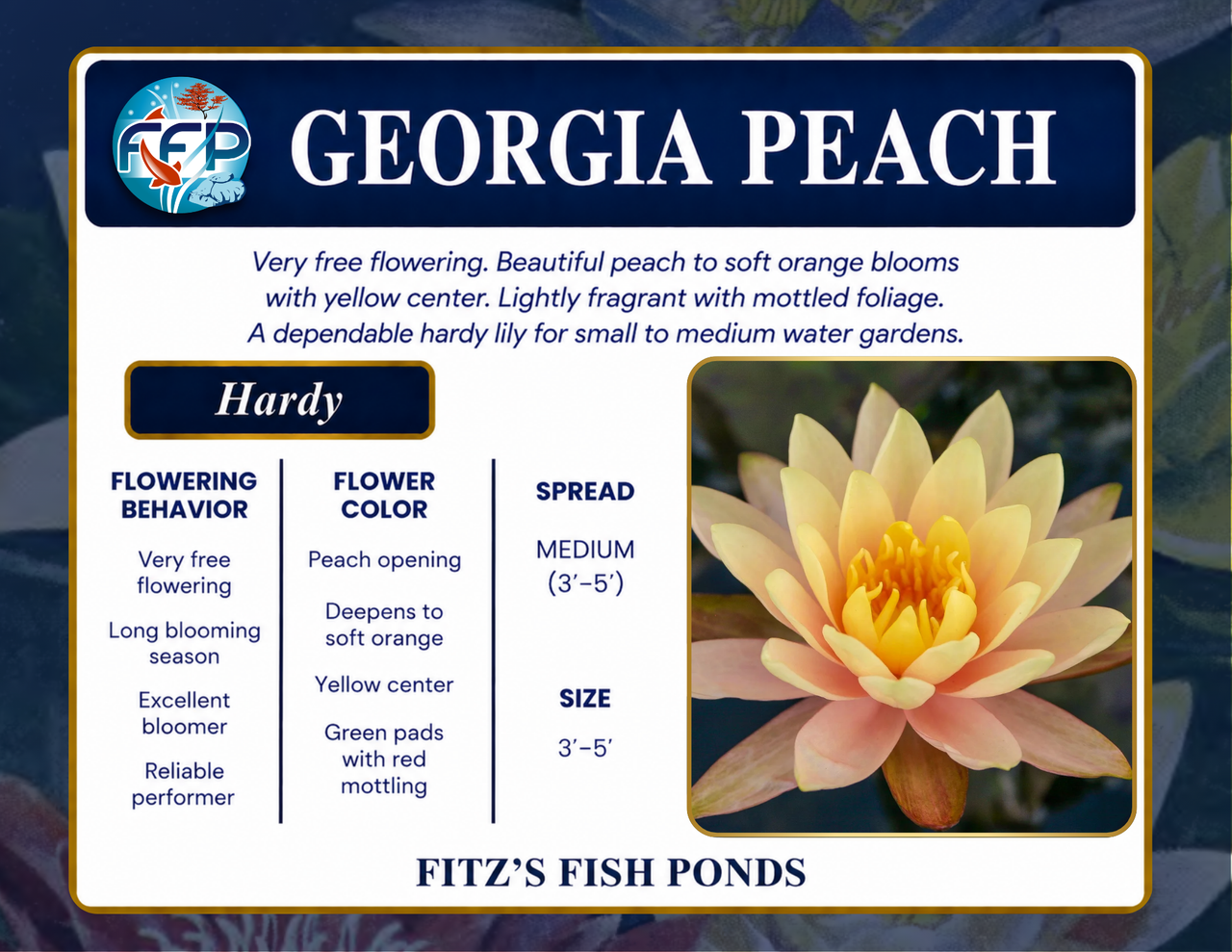 Hardy Lily - GEORGIA PEACH