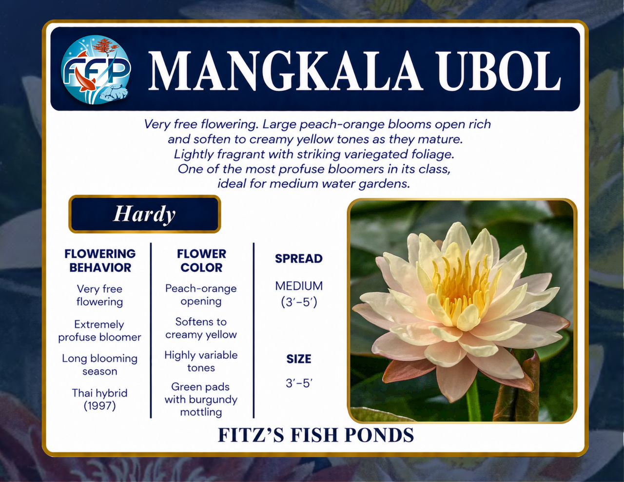Hardy Lily - MANGKALA UBOL