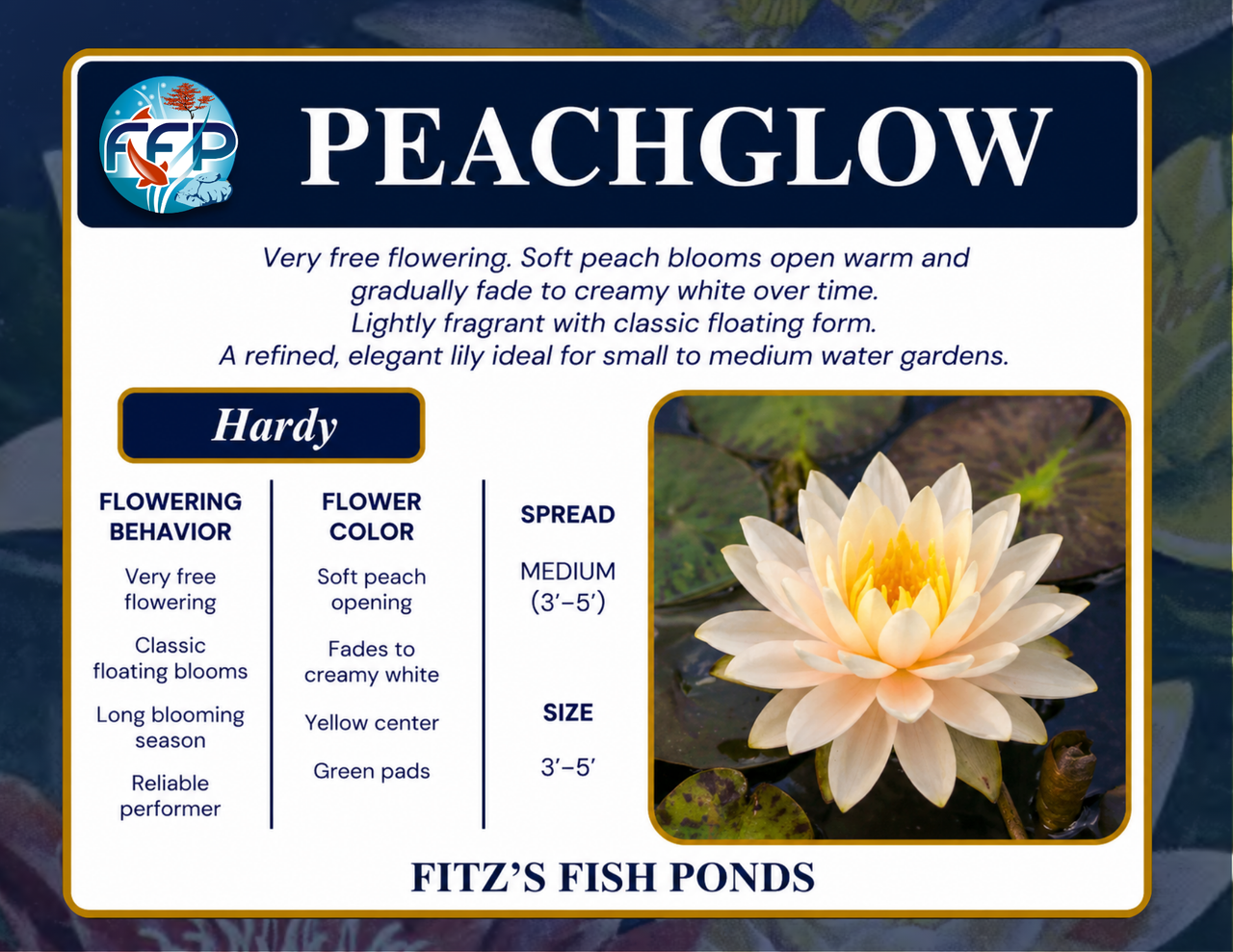 Hardy Lily - PEACHGLOW