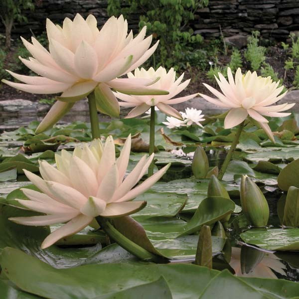 Hardy Lily - PEACHGLOW