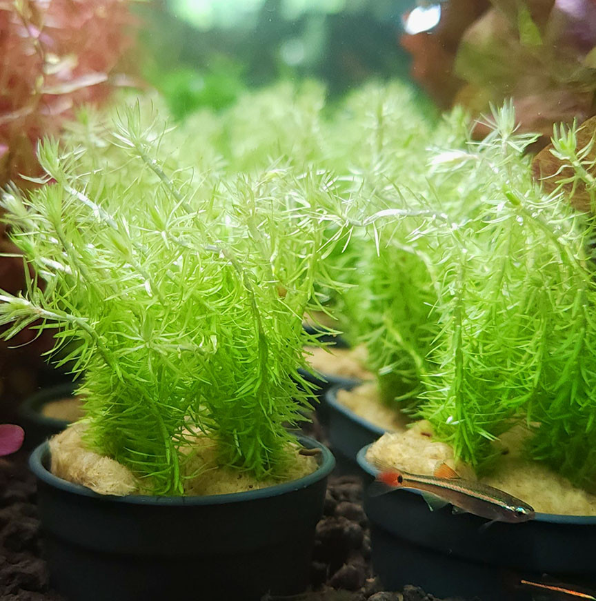 Mayaca fluviatilis