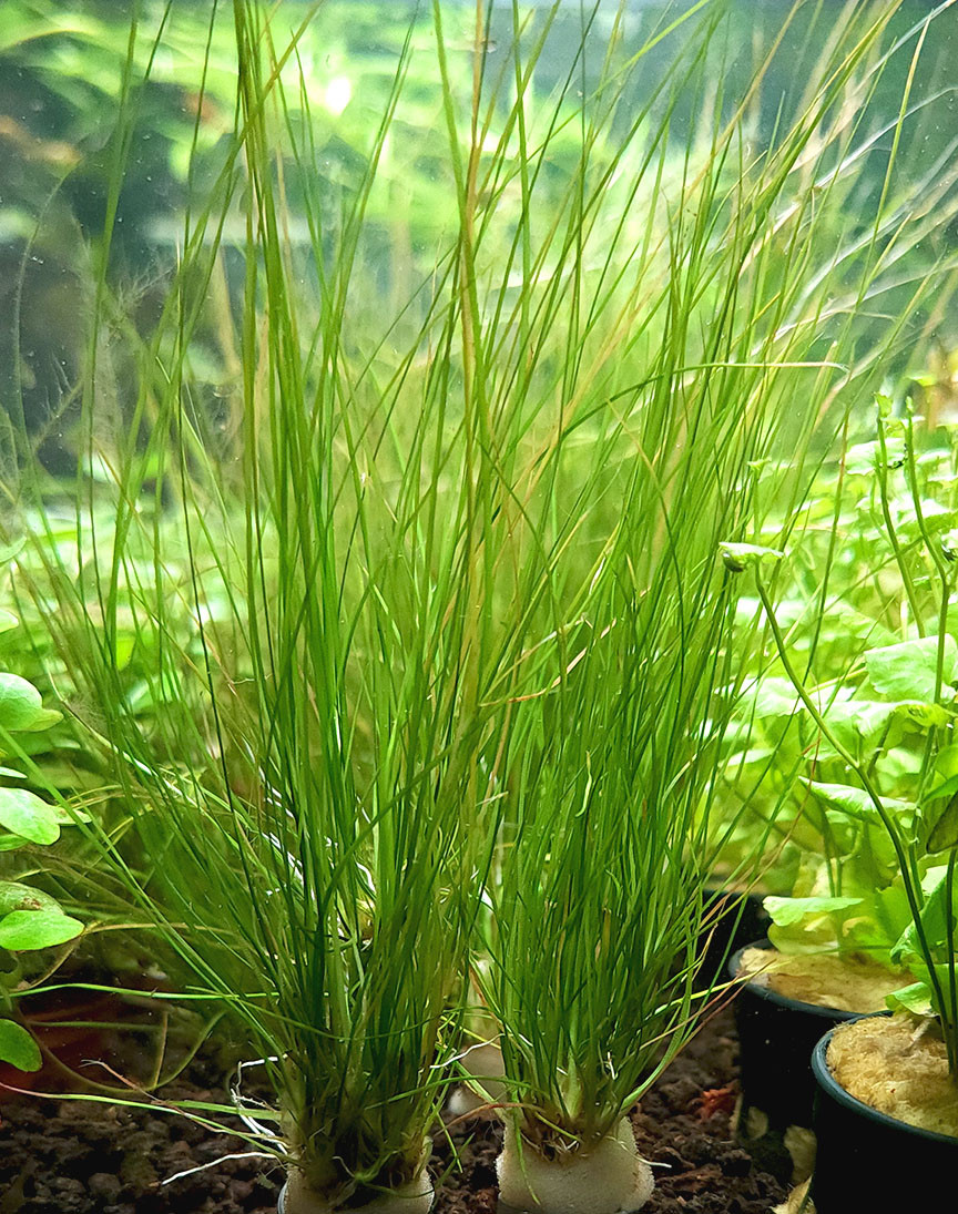 Eriocaulon breviscapum ‘Feather Duster’