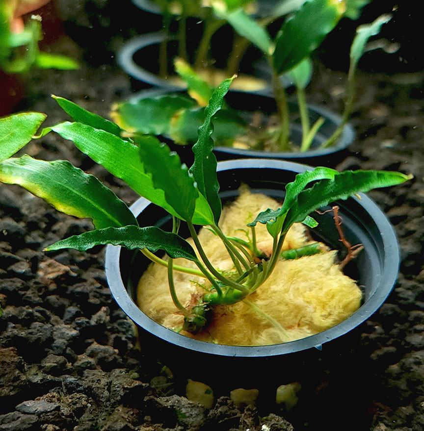 Schismatoglottis roseospatha