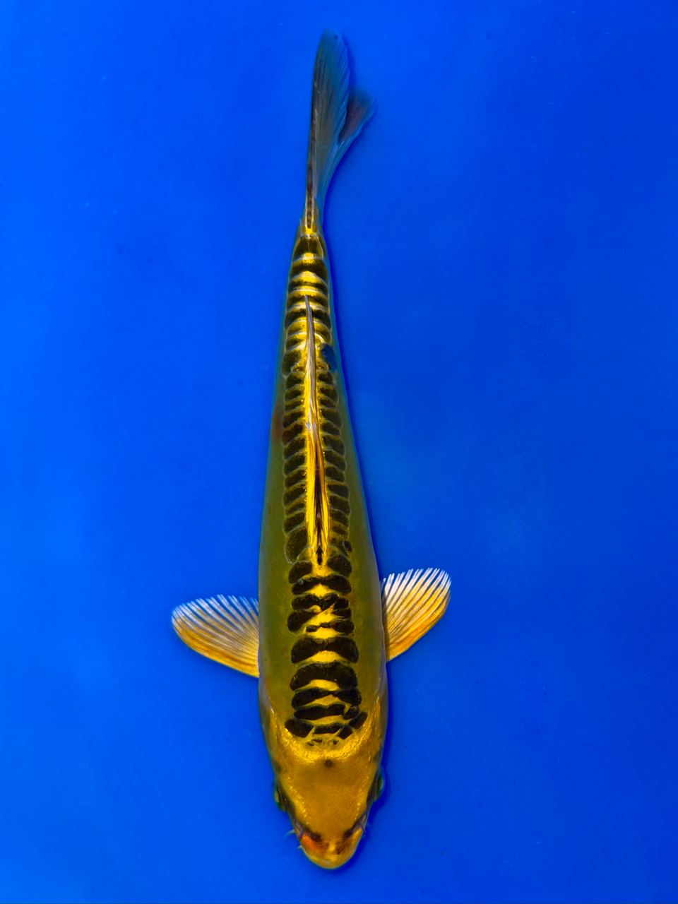 18cm Japanese Imported Yellow Dragon - Aokiya - QT9 - 45