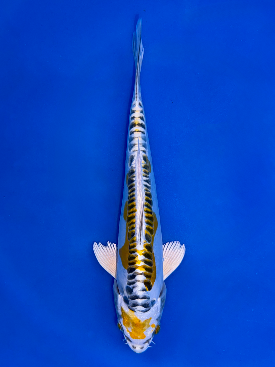 18cm Japanese Imported Yellow Dragon - Aokiya - QT9 - 47
