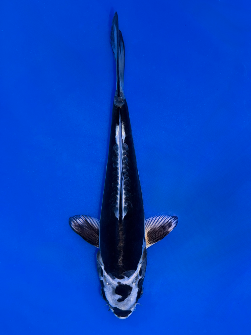 16cm Japanese Imported Kikokuryu - Aokiya - QT9 - 48