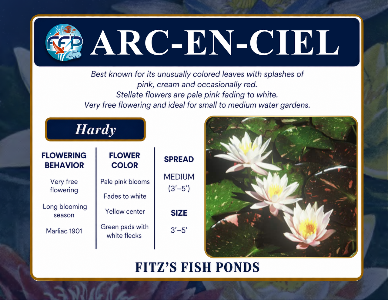 Hardy Lily - ARC-EN-CEIL