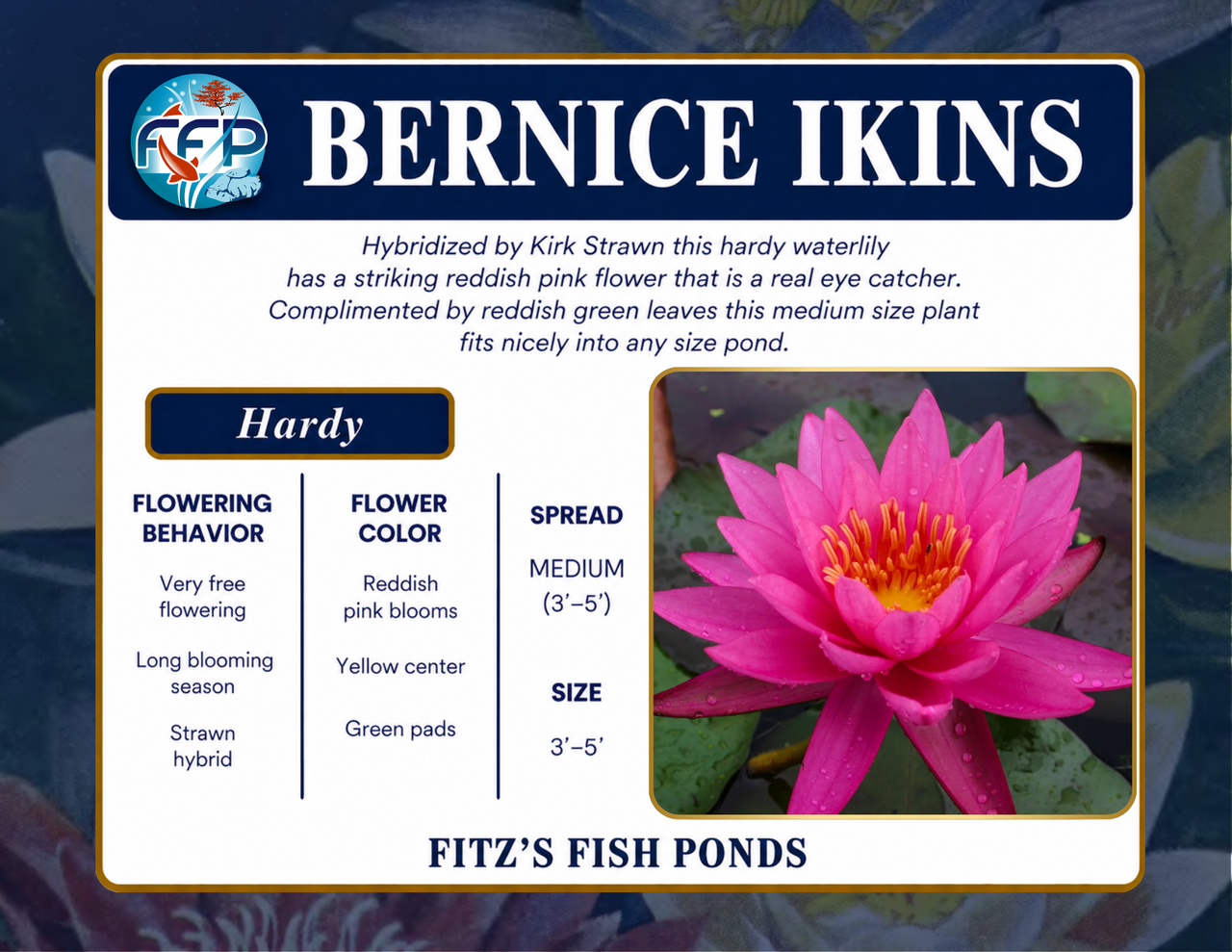 Hardy Lily - BERNICE IKINS