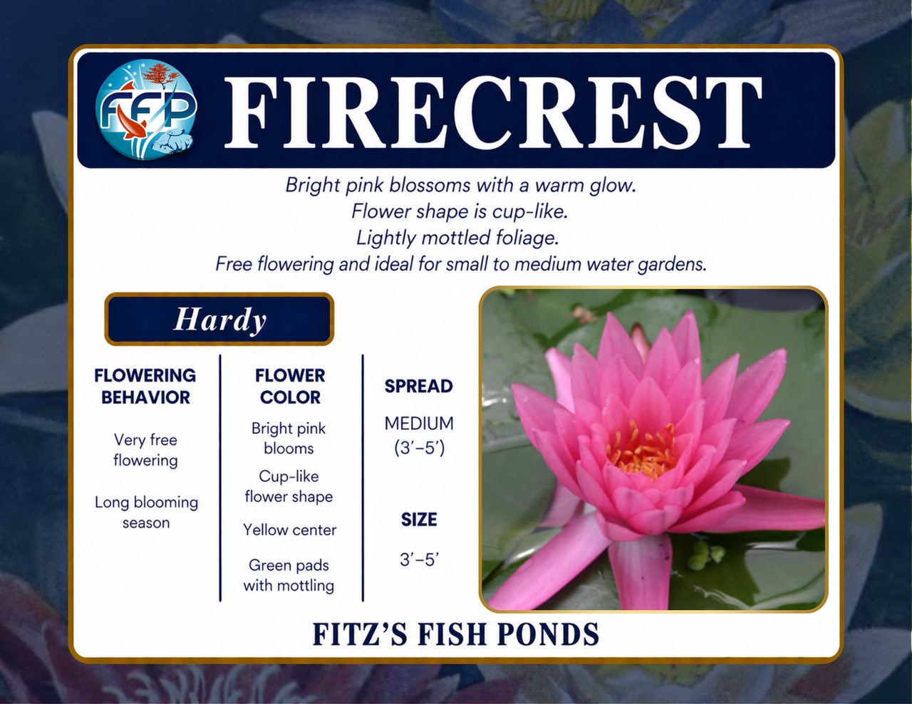 Hardy Lily - FIRECREST