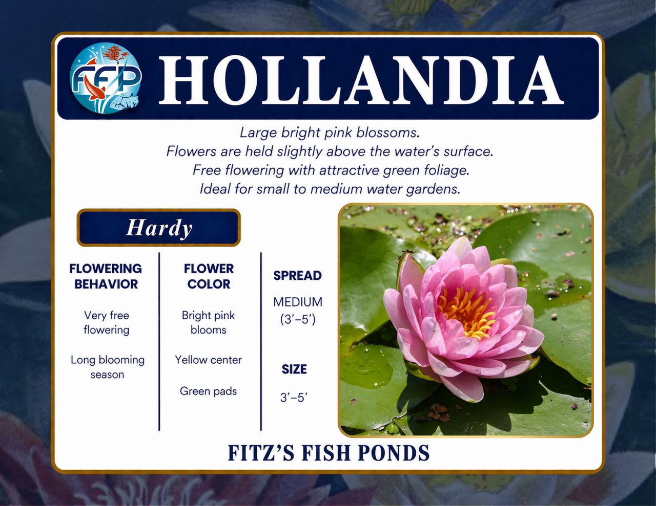 Hardy Lily - HOLLANDIA