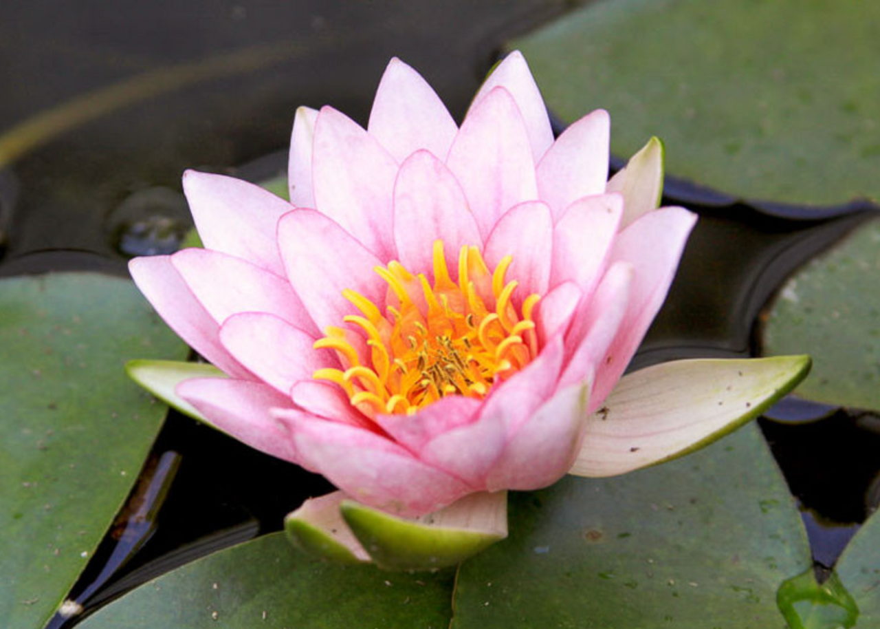 Hardy Lily - FABIOLA