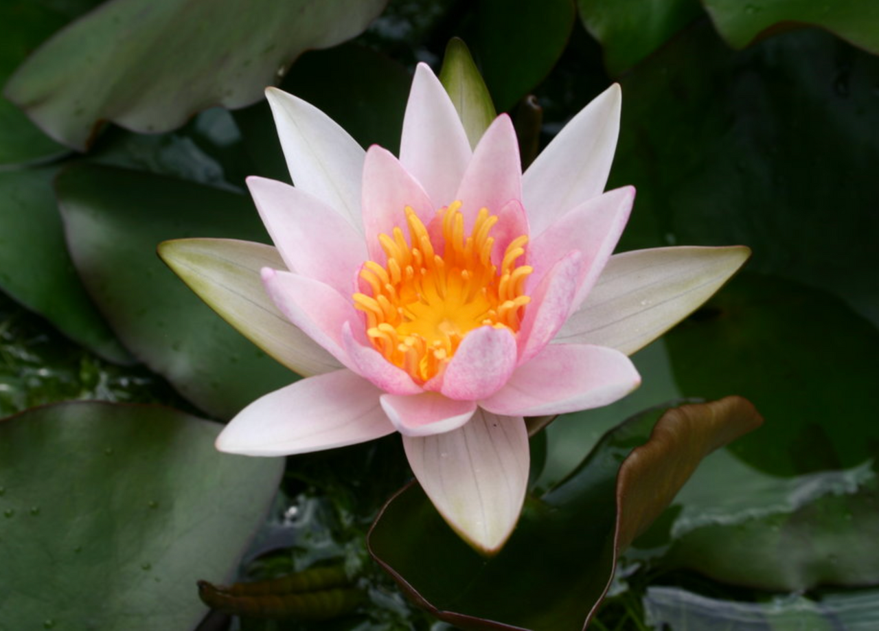 Hardy Lily - LAYDEKERI LILACEA