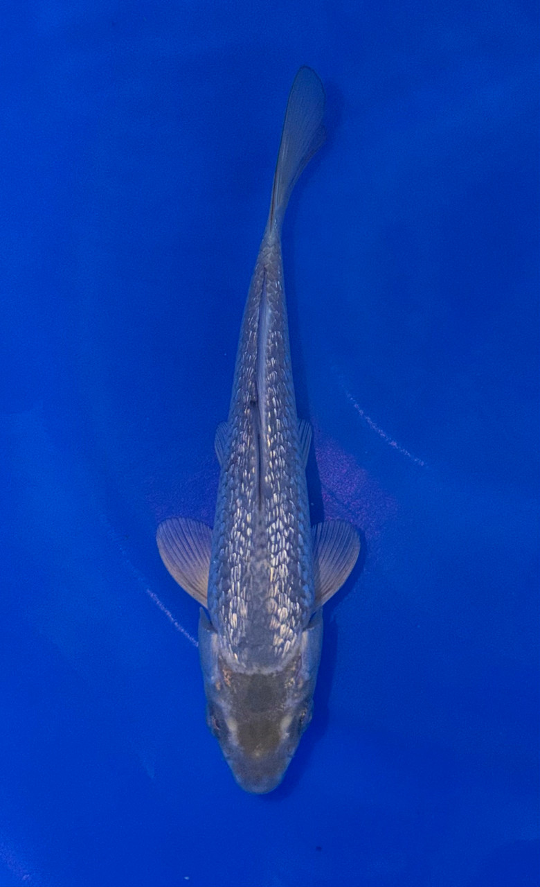 16cm Japanese Imported Ginrin Soragoi – Maruhiro – QT9 - 50