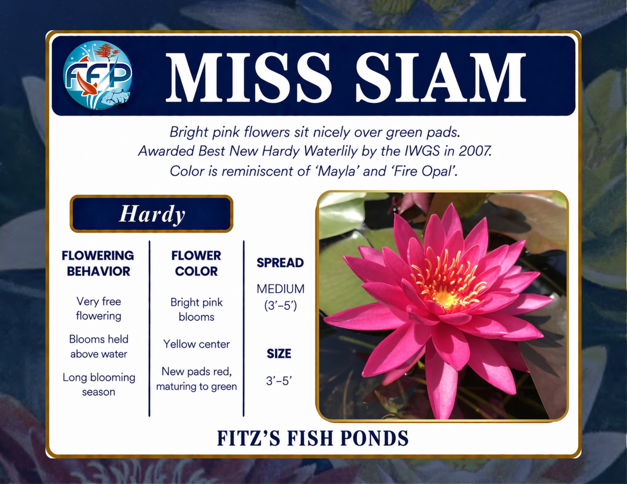 Hardy Lily - MISS SIAM
