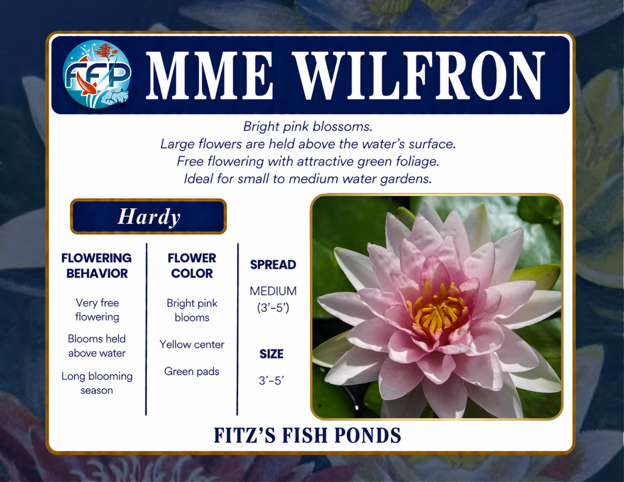 Hardy Lily - MME WILFRON