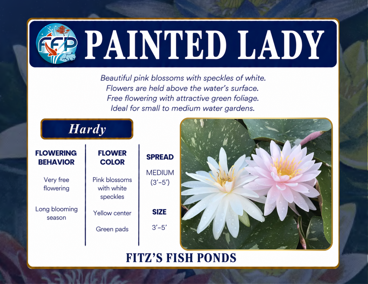 Hardy Lily - PAINTED LADY