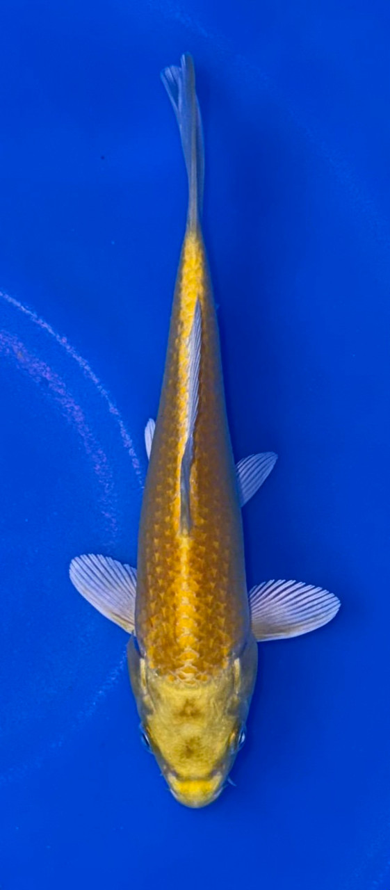 16cm Japanese Imported Yamabuki Ogon – Maruhiro – QT9 - 55 - Fitzs