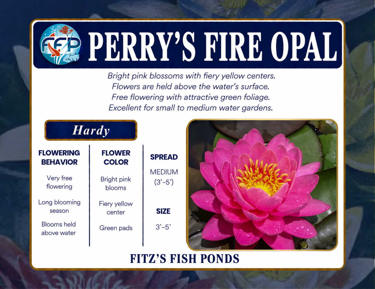 Hardy Lily - PERRY'S FIRE OPAL