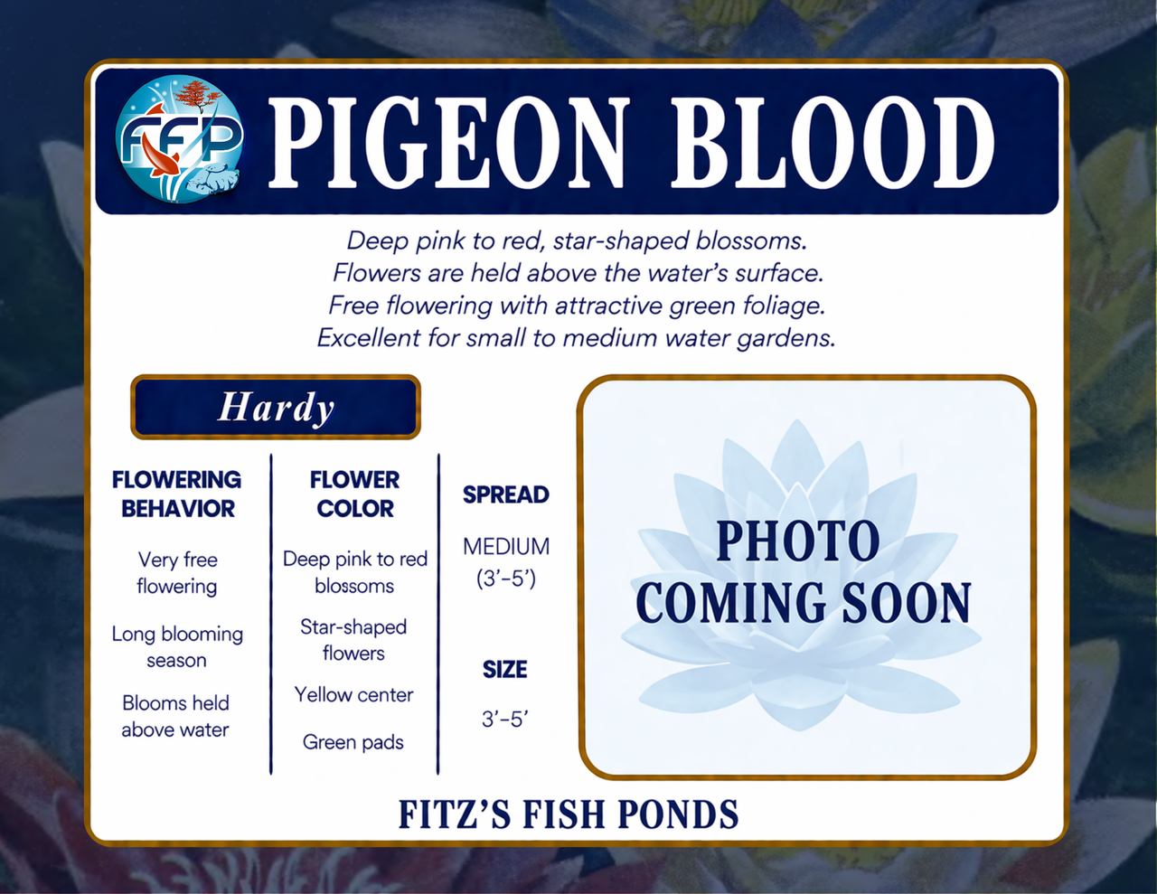 Hardy Lily - PIGEON BLOOD