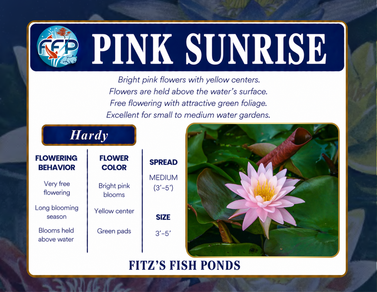 Hardy Lily - PINK SUNRISE