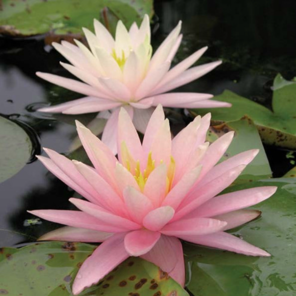Hardy Lily - PINK SUNRISE
