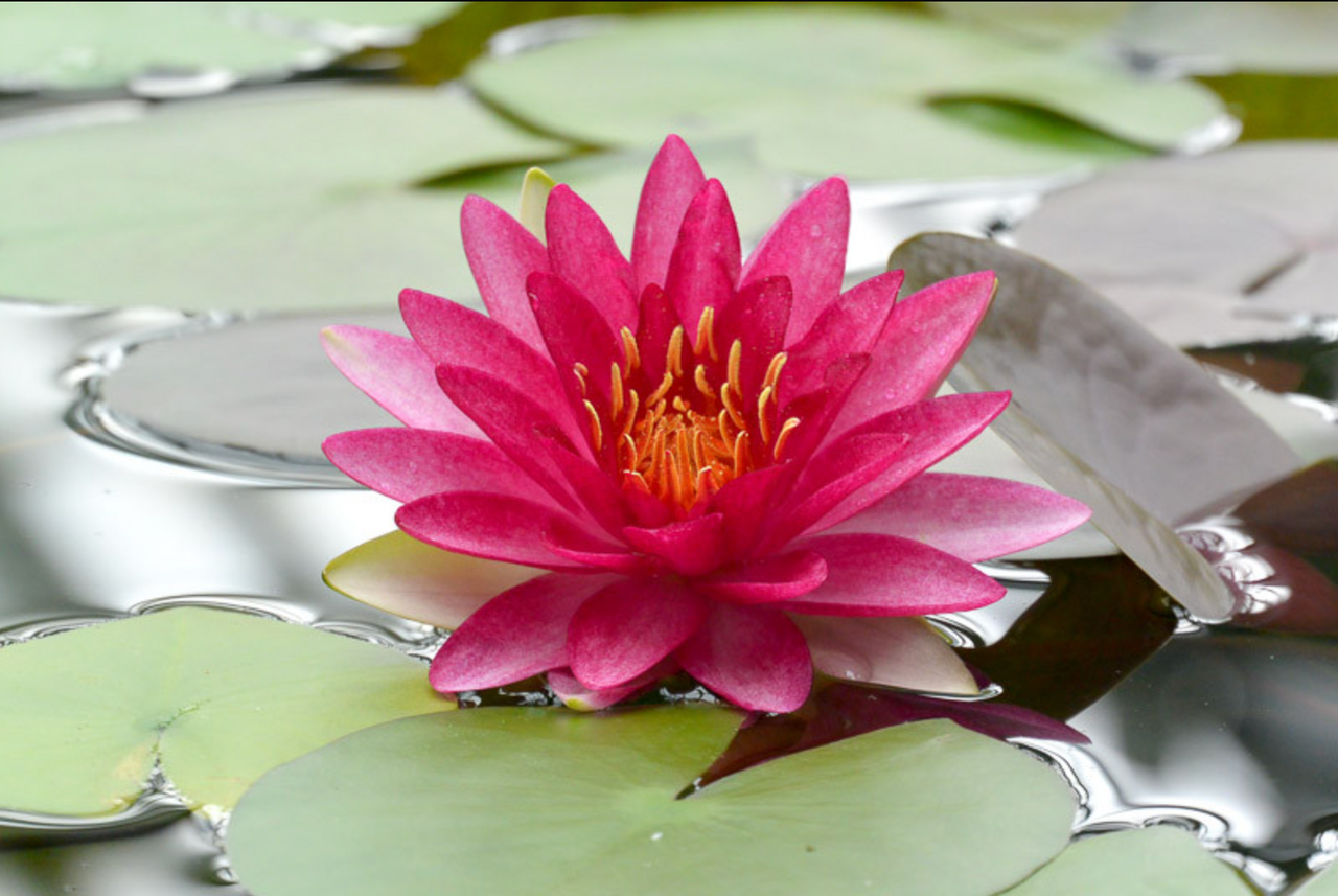 Hardy Lily - ATTRACTION