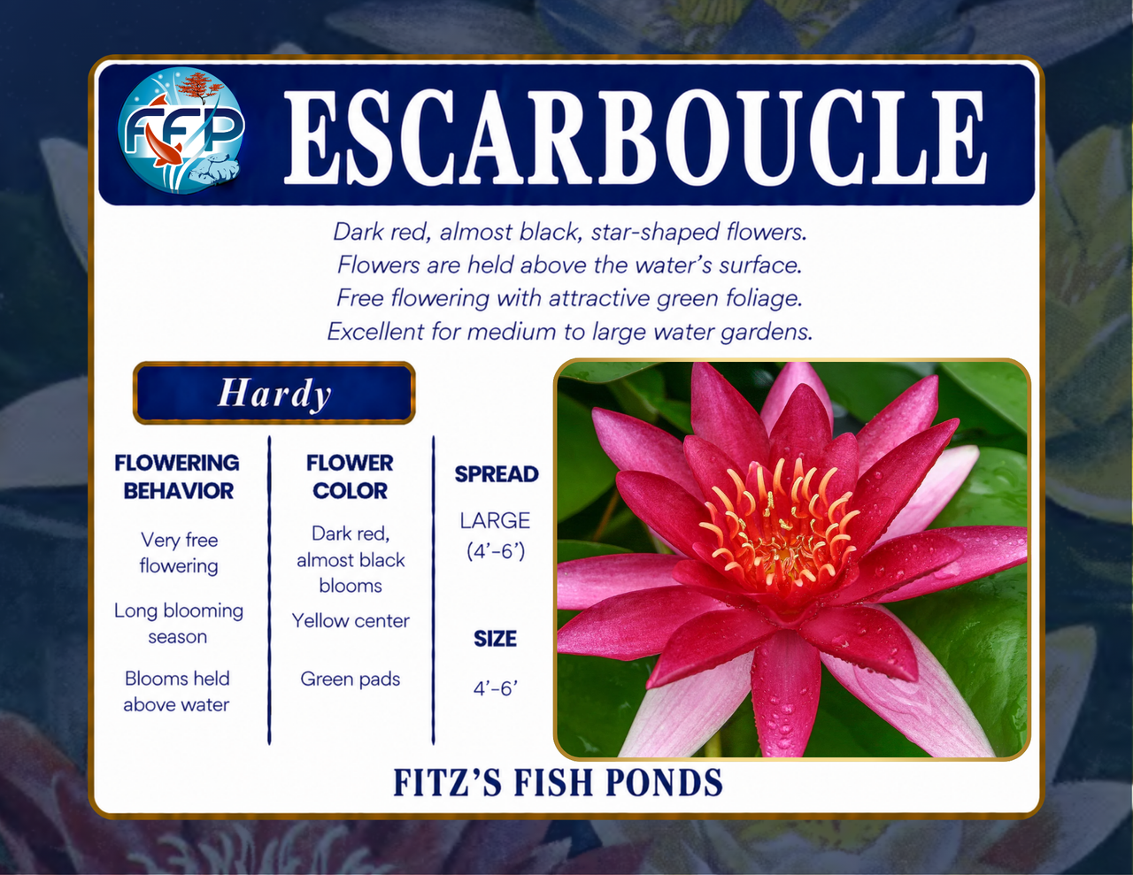 Hardy Lily - ESCARBOUCLE