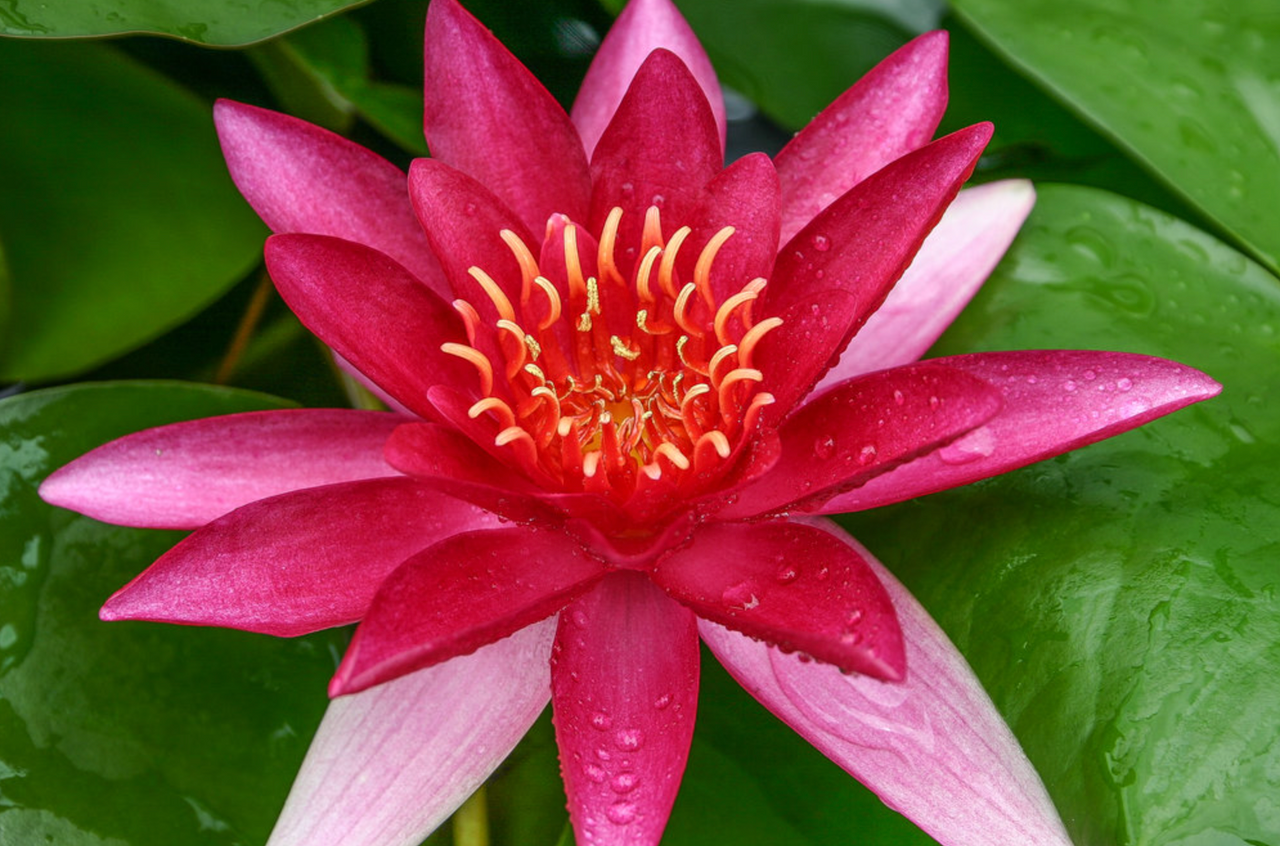 Hardy Lily - ESCARBOUCLE