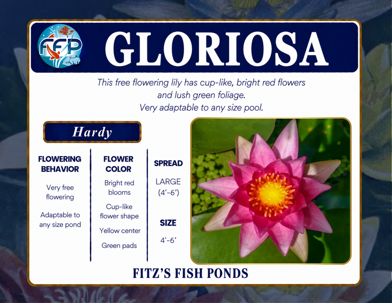 Hardy Lily - GLORIOSA