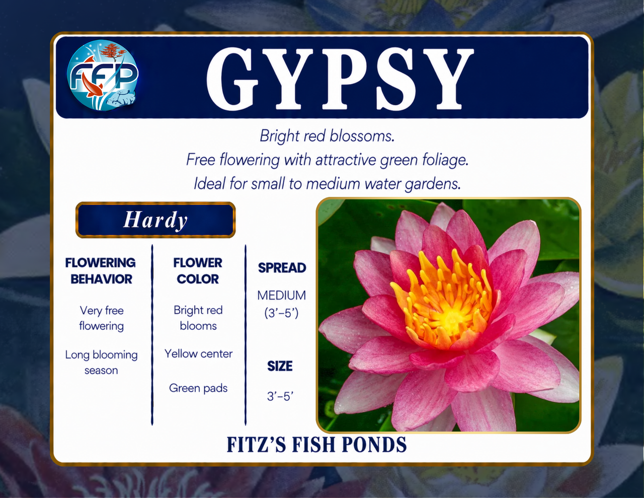 Hardy Lily - GYPSY