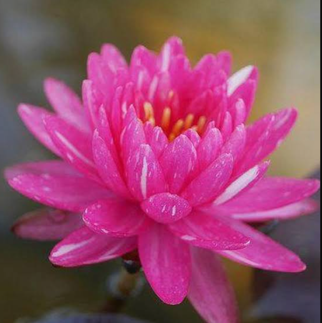 Hardy Lily - JAKKAPHONG