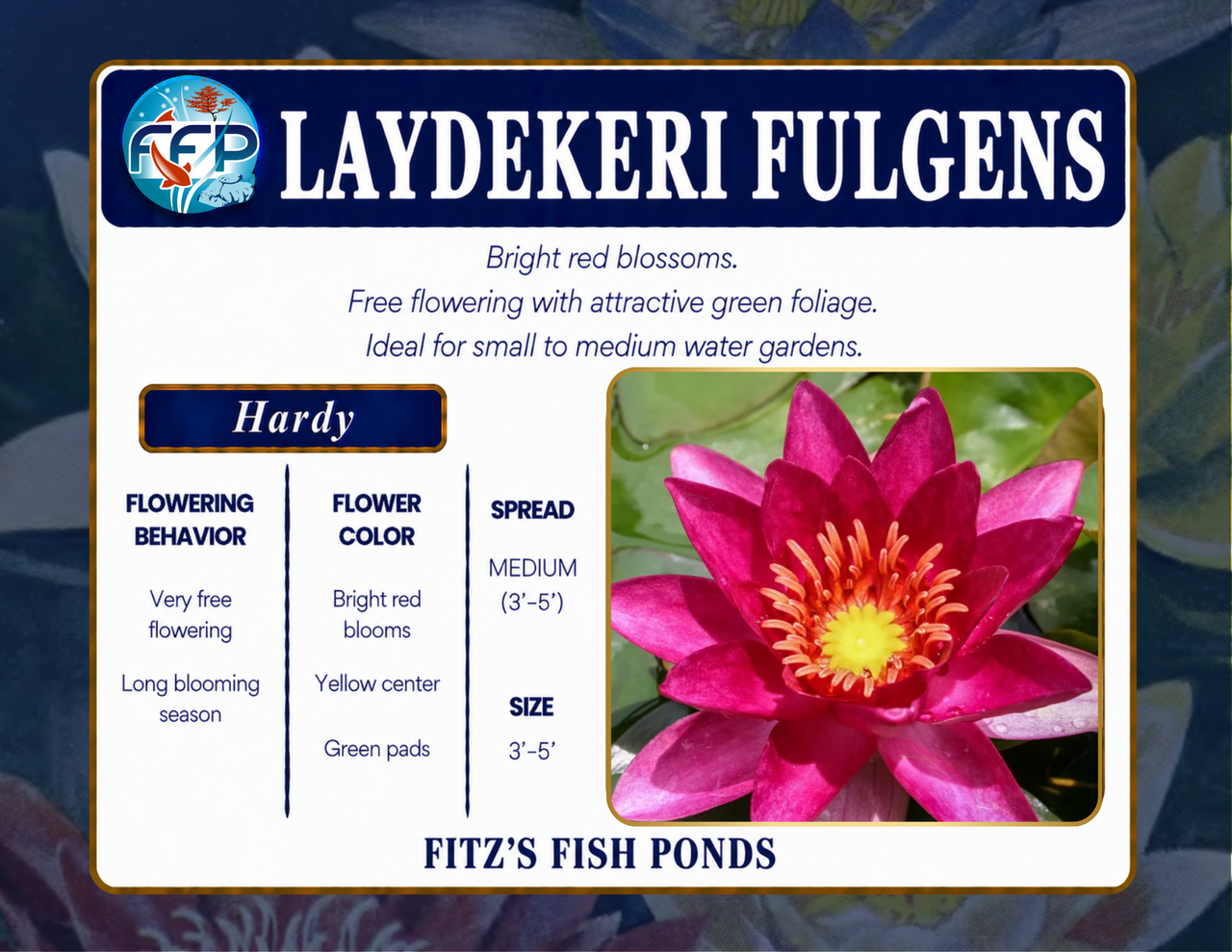 Hardy Lily - LAYDEKERI FULGENS