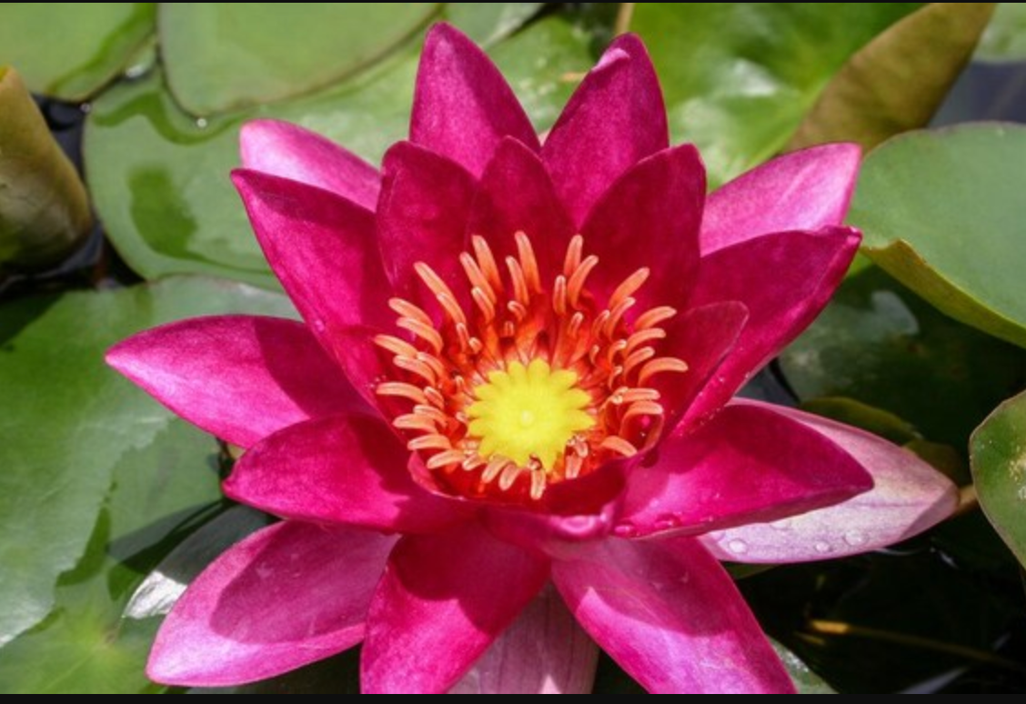 Hardy Lily - LAYDEKERI FULGENS
