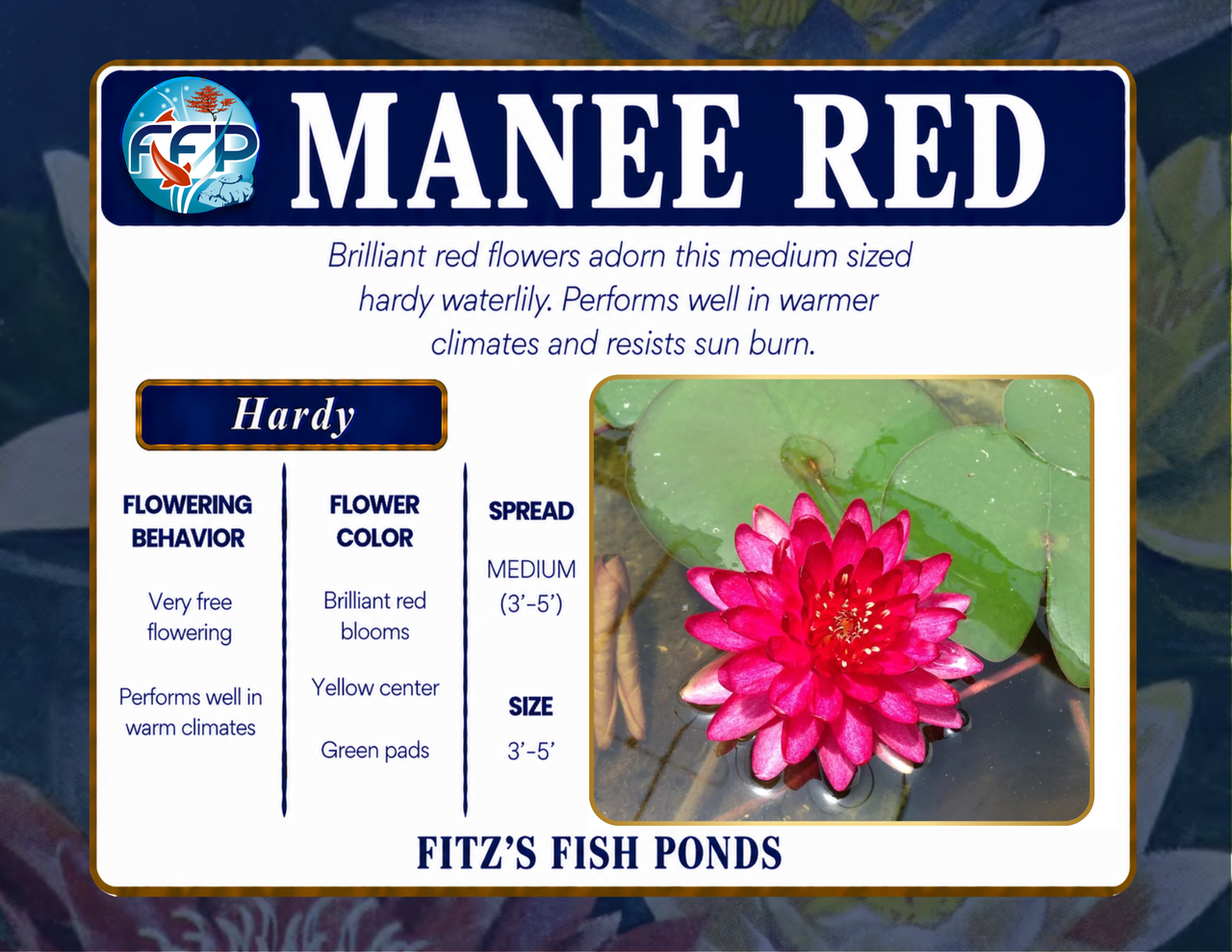 Hardy Lily - MANEE RED