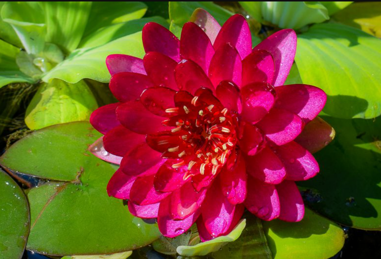 Hardy Lily - MANEE RED