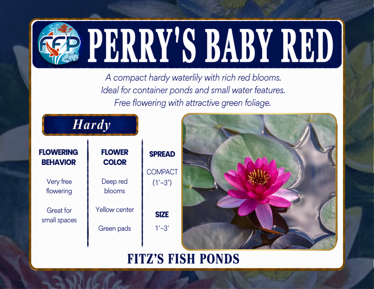 Hardy Lily - PERRY'S BABY RED