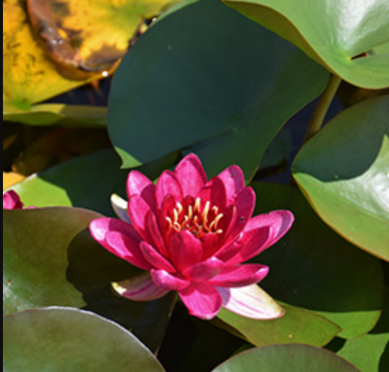 Hardy Lily - PERRY'S BABY RED