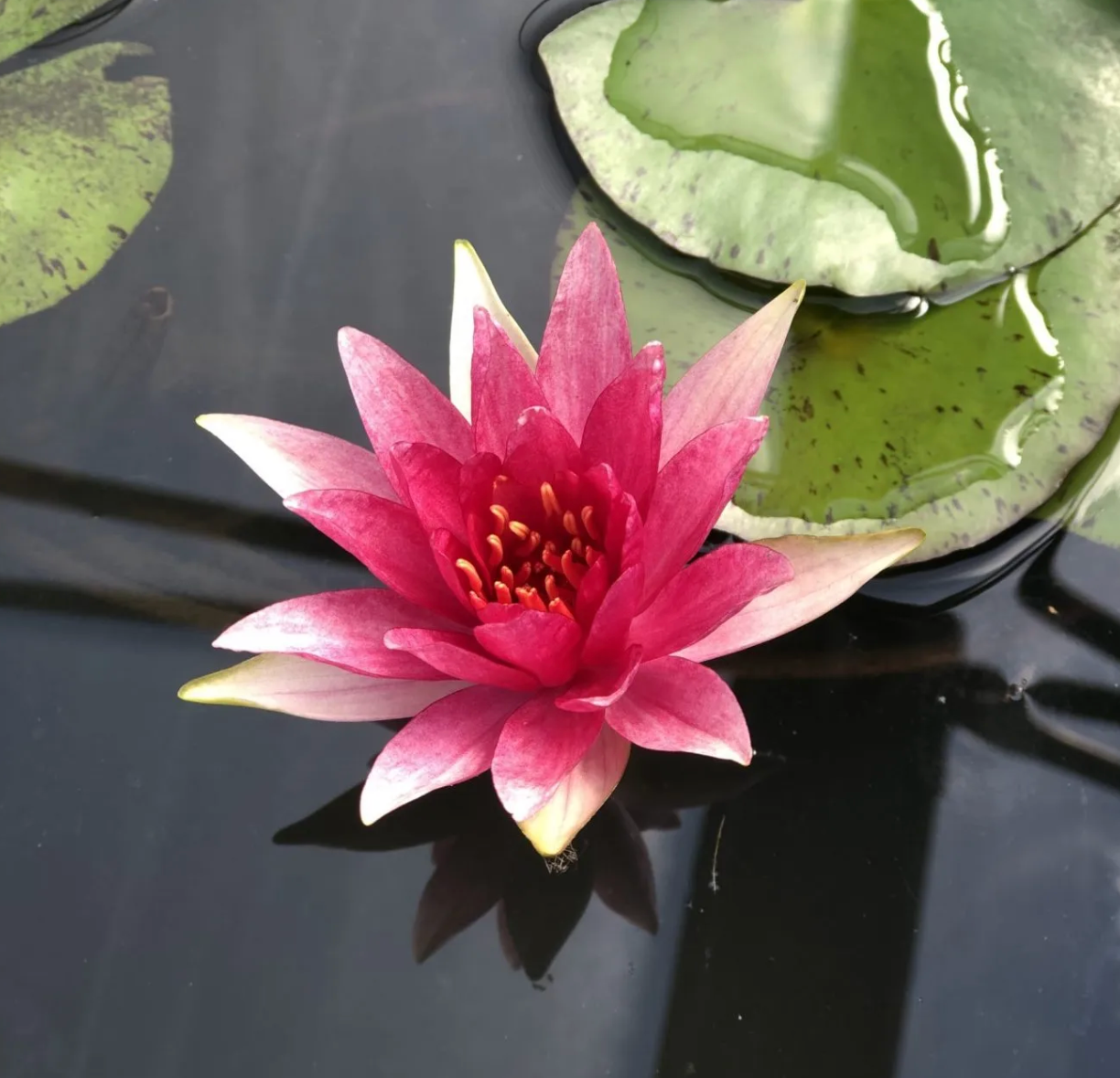 Hardy Lily - RED SPIDER