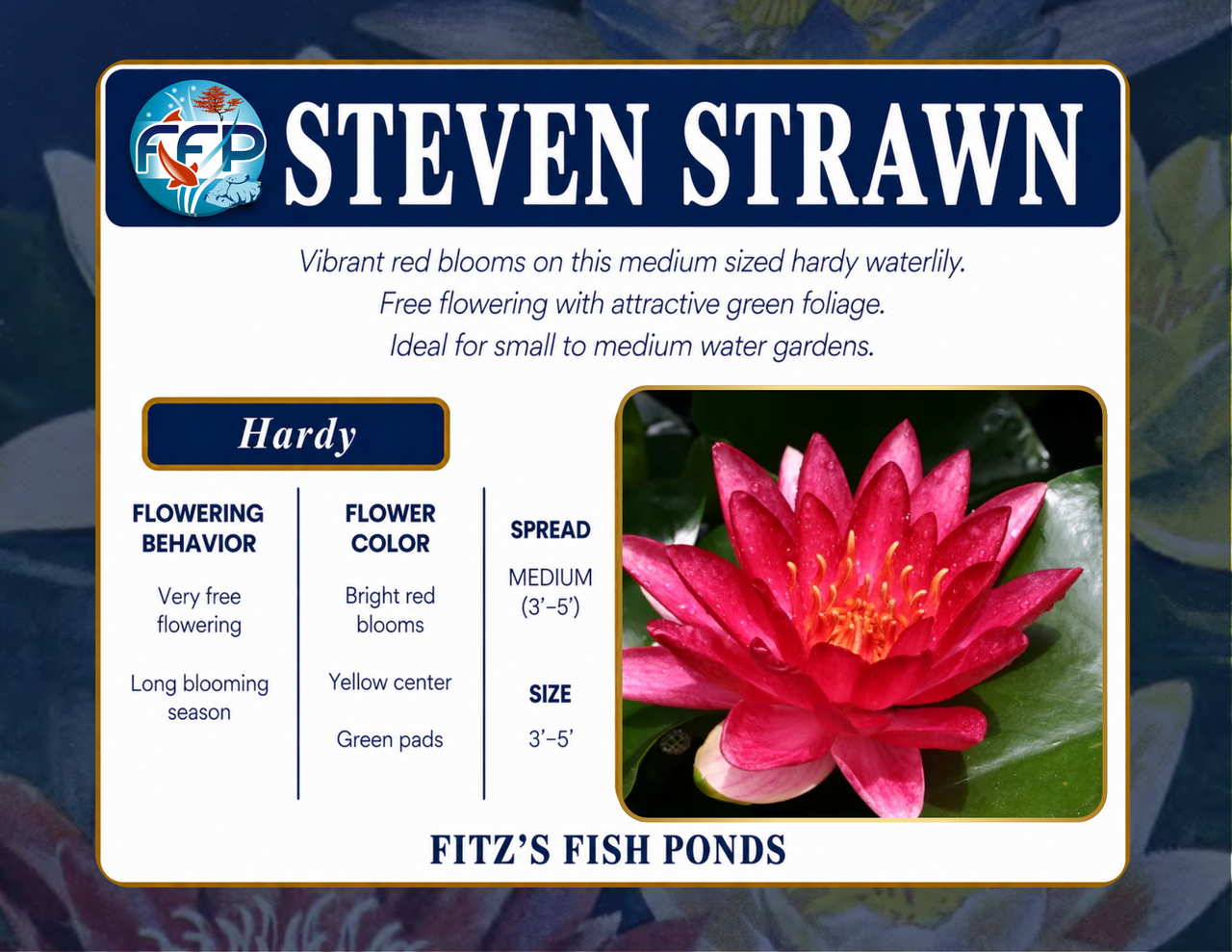 Hardy Lily - STEVEN STRAWN