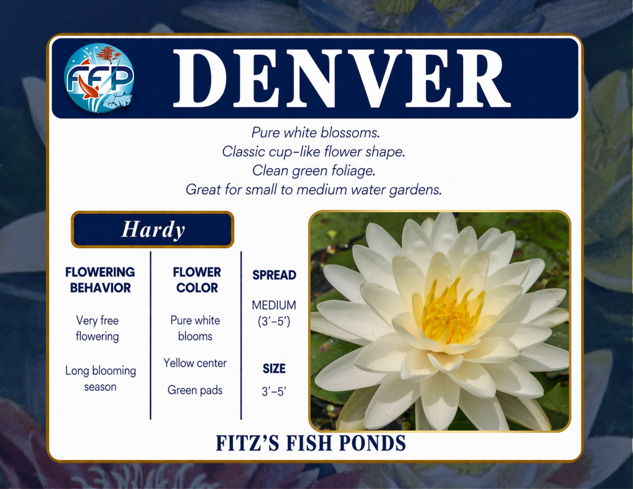 Hardy Lily - DENVER