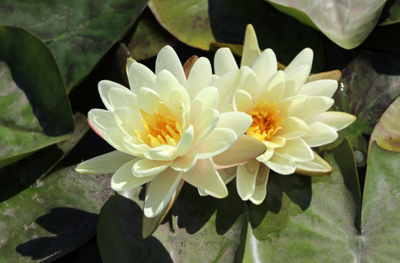 Hardy Lily - DENVER