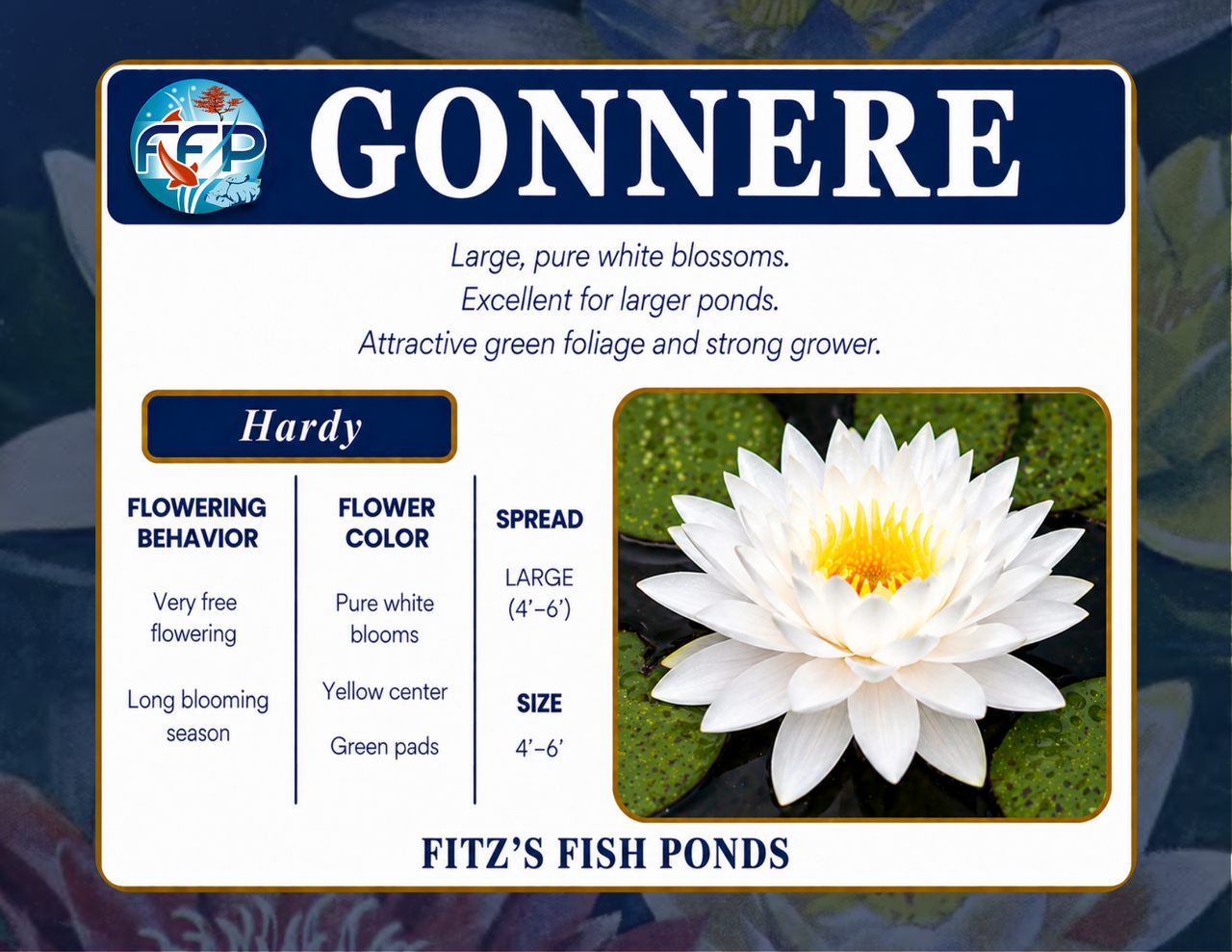 Hardy Lily - GONNERE