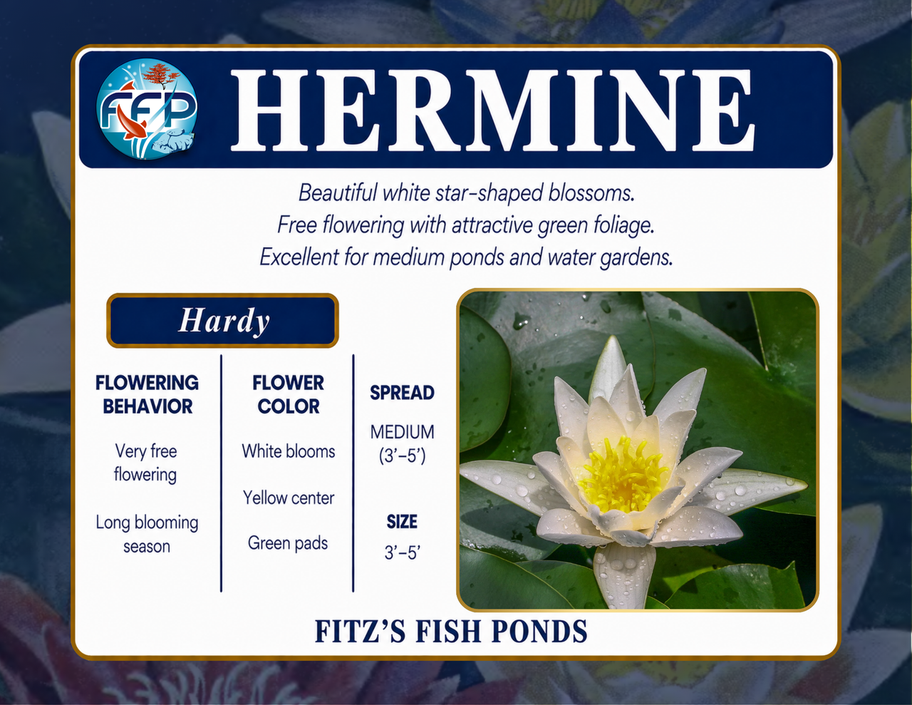 Hardy Lily - HERMINE